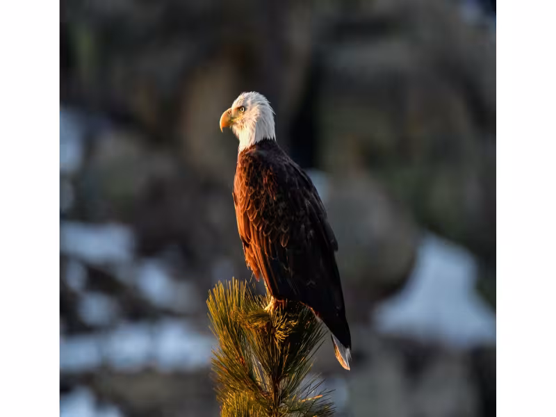 Big Bear Valley to Honor Beloved Bald Eagle Jackie with Weekend Tribute