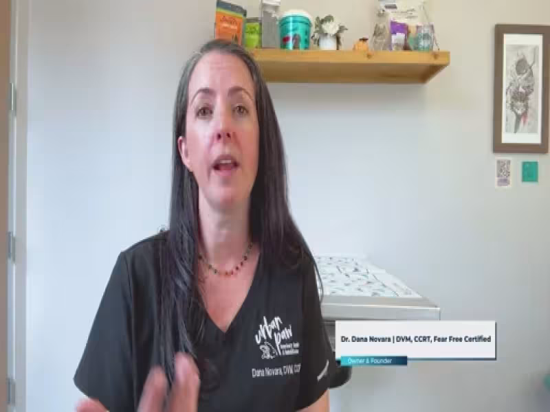 Underwater Treadmills, Laser Therapy: How Pet Rehab Helps Dogs and Cats Heal
