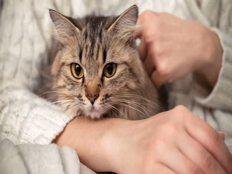 Pet Longevity Drugs, $50,000 Clones and Cryonics: Biotech's Pet Offer