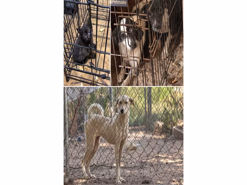 24 Animals Rescued From Cruelty Case in Rural Tennessee County