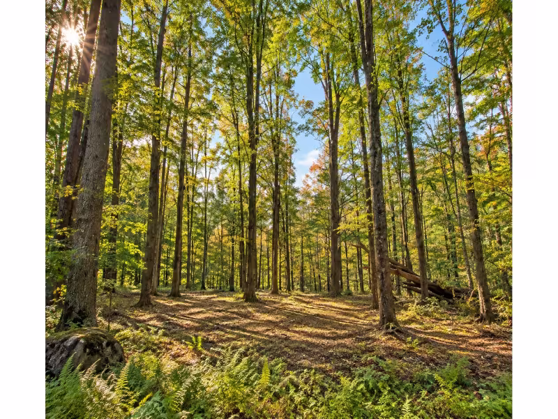 Berkshires Land Sale: 2.5-Acre Wooded Lots From $99,900