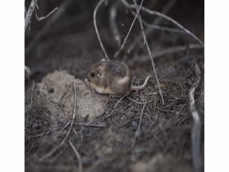 Tiny Endangered Mouse Gets Third Wild Home at Camp Pendleton