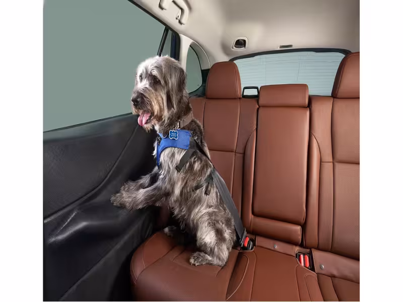 Pets Are Steering Holiday Travel, and Many Owners Choose Driving Over Flying