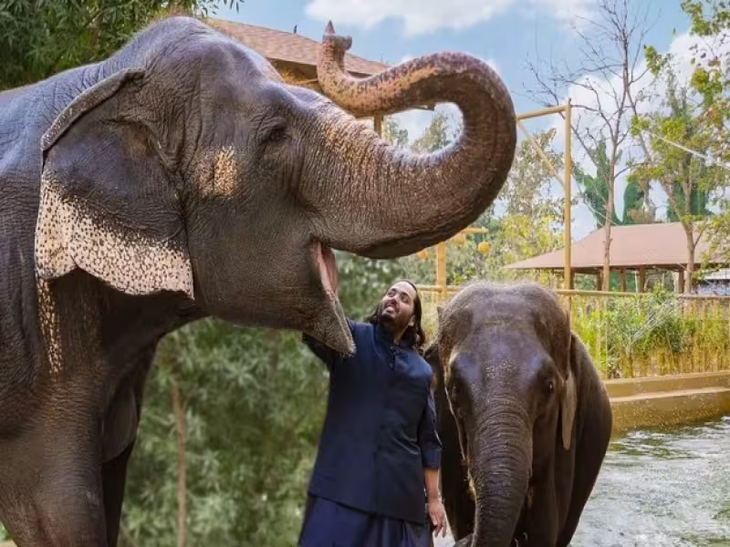 WELT TV Documentary Follows Rescued Elephants at India's Vantara