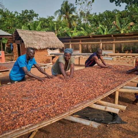Prospering Farmers - Forever Chocolate_2 (1).jpg