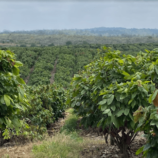Barry Callebaut establishes Farm of the Future to power cocoa farming research and innovation