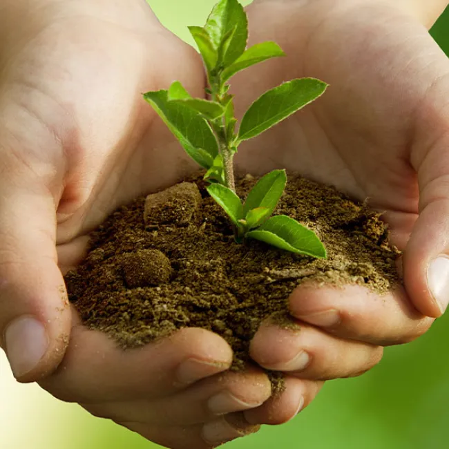 New Guide Helps Gardeners Understand Quality Standards for Peat-Free Potting Soils