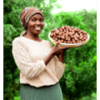 LIMBUA MACADAMIA NUTS: HARD OUTSIDE - FAIR INSIDE