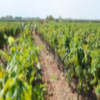 Discover the Heart of Italian Winemaking: Jorche Winery