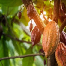 Barry Callebaut Unveils Roadmap to Achieve Net-Zero Emissions by 2050