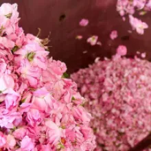Weleda: Harnessing the Power of Nature for Holistic Beauty and Wellness