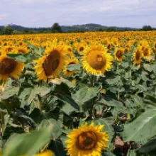 The Benefits of Ethical Sunflower Sourcing in Weleda’s NATRUE Certified Products