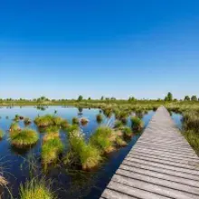 Sustainable Gardening: Why Ditching Peat is Essential for Our Planet